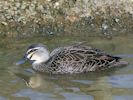 Pacific Black Duck (WWT Slimbridge September 2012) - pic by Nigel Key